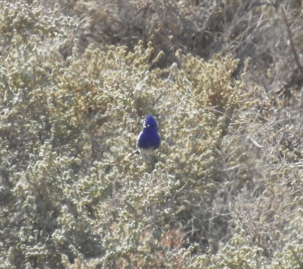 White-winged Fairywren - ML638389452