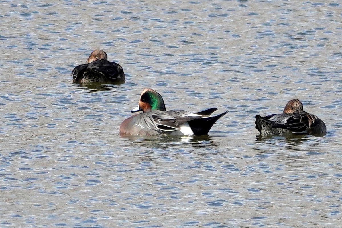 Eurasian x American Wigeon (hybrid) - ML638389479