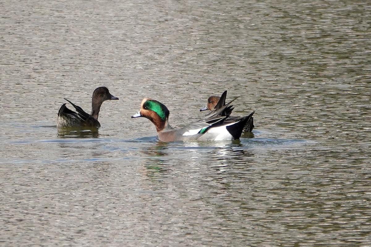 Eurasian x American Wigeon (hybrid) - ML638389480