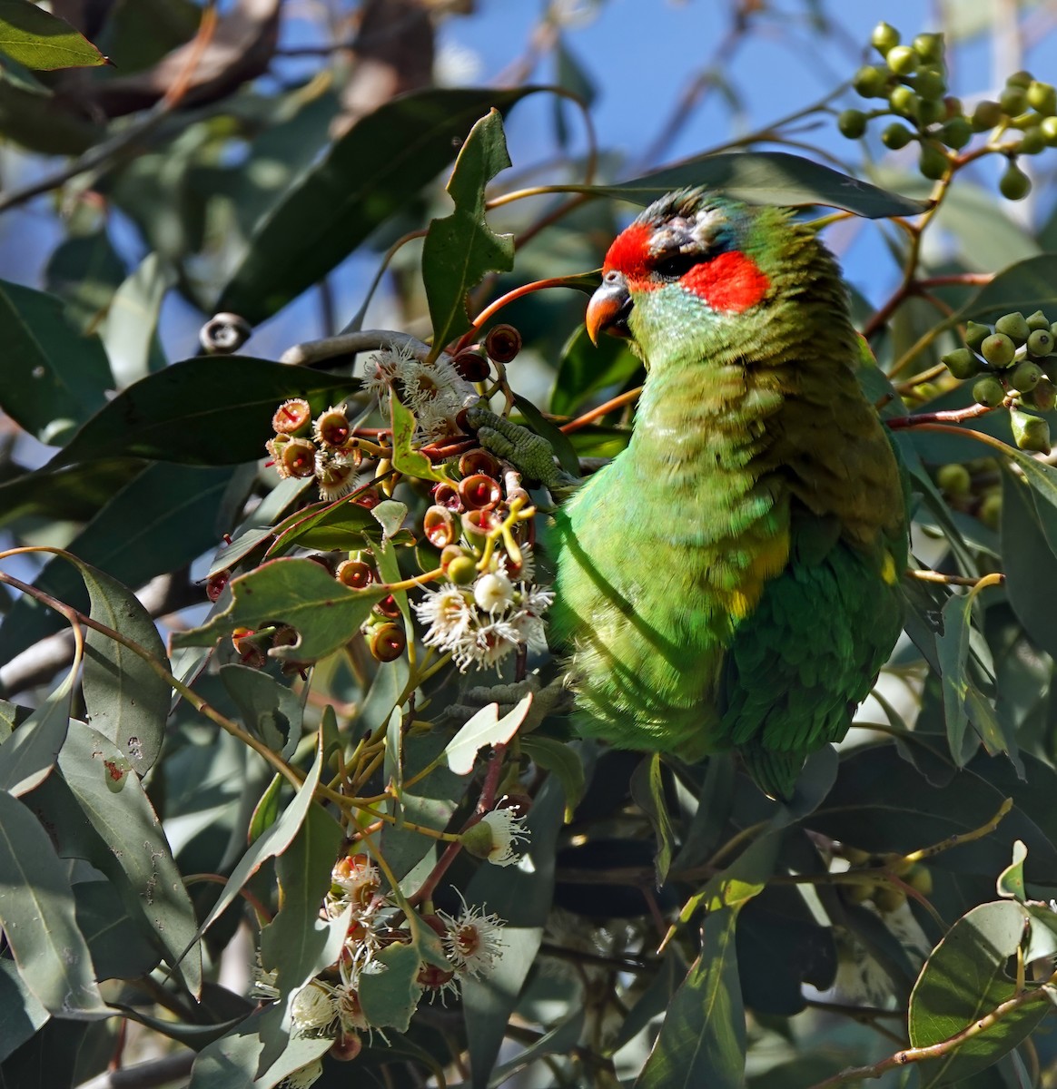 Musk Lorikeet - ML638389491
