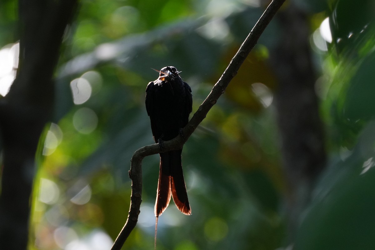 Greater Racket-tailed Drongo - ML638389499