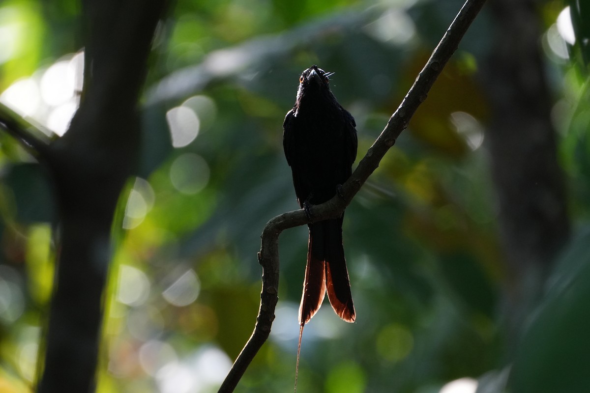 Greater Racket-tailed Drongo - ML638389500