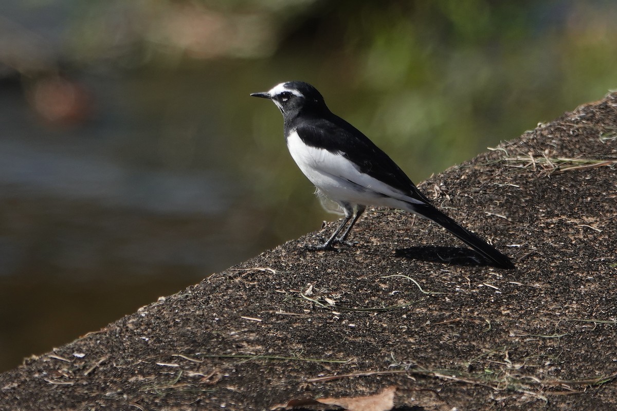 Japanese Wagtail - ML638389513