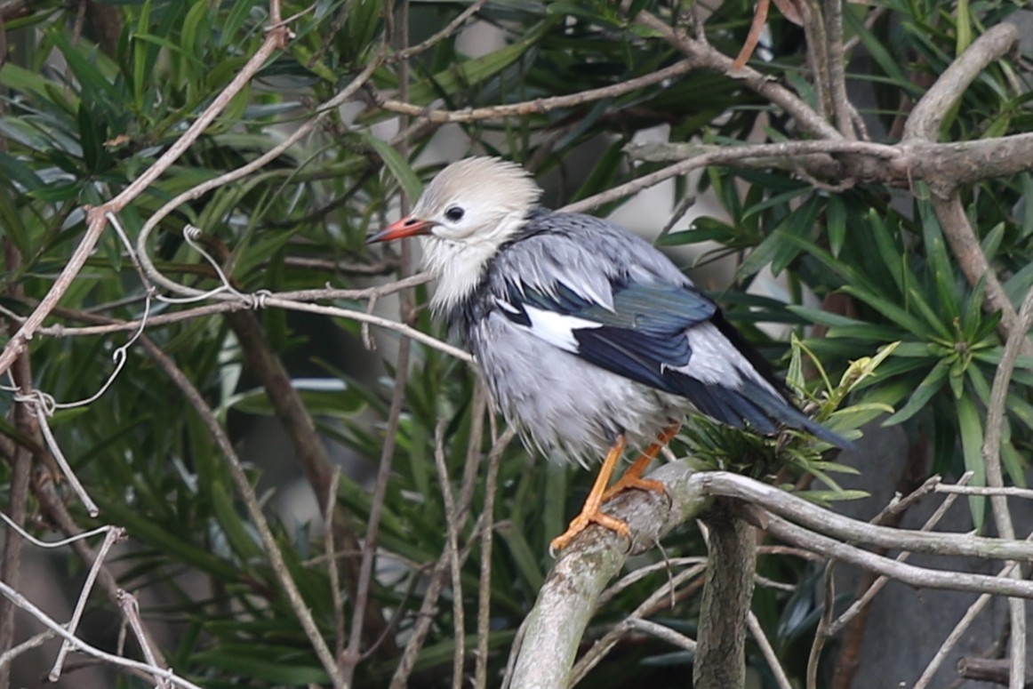 Red-billed Starling - ML638389517