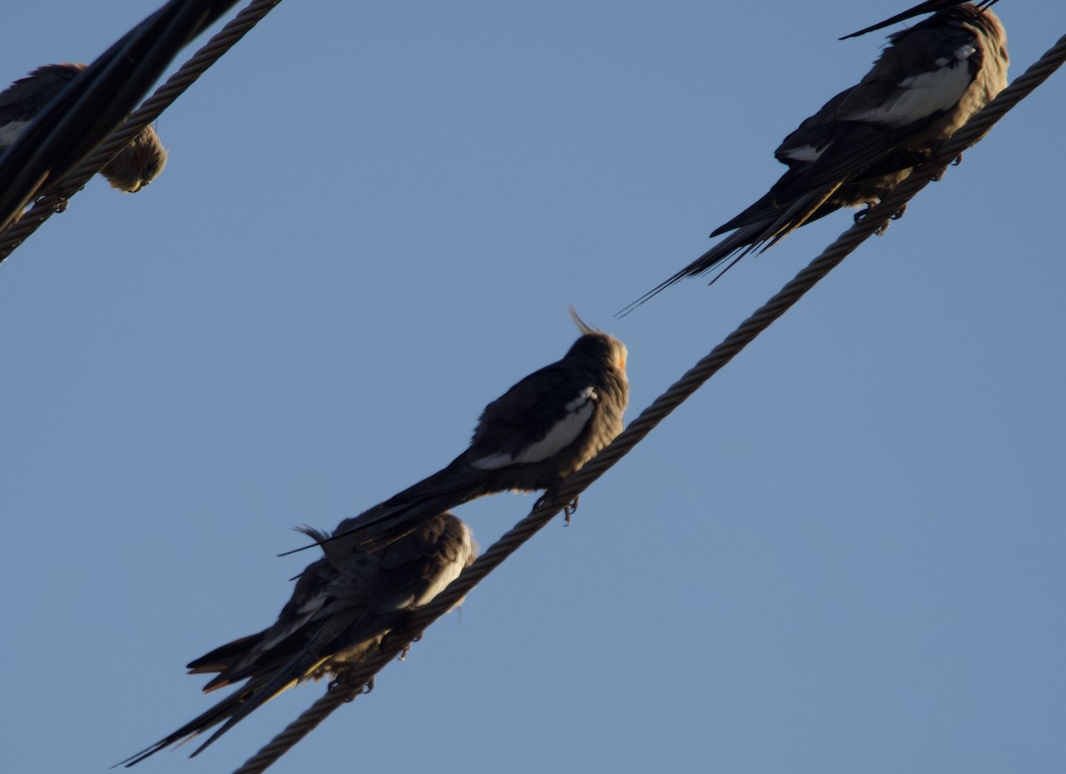 Cockatiel - ML638389519