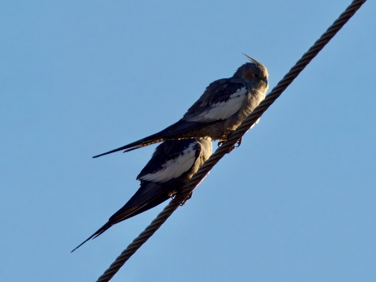 Cockatiel - ML638389525