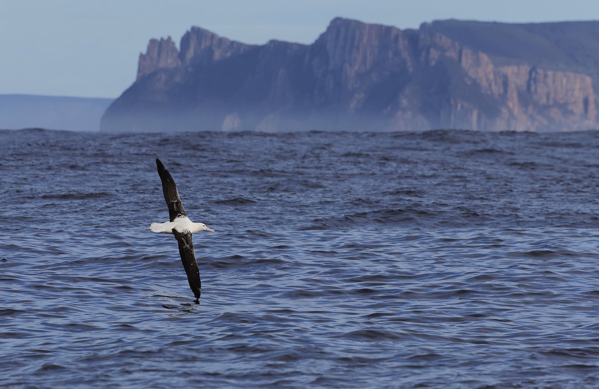 Southern Royal Albatross - ML638389535