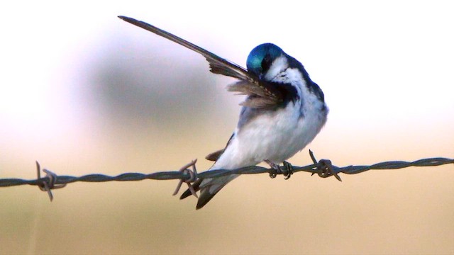 Tree Swallow - ML638389551