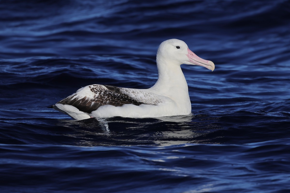 Southern Royal Albatross - ML638389569