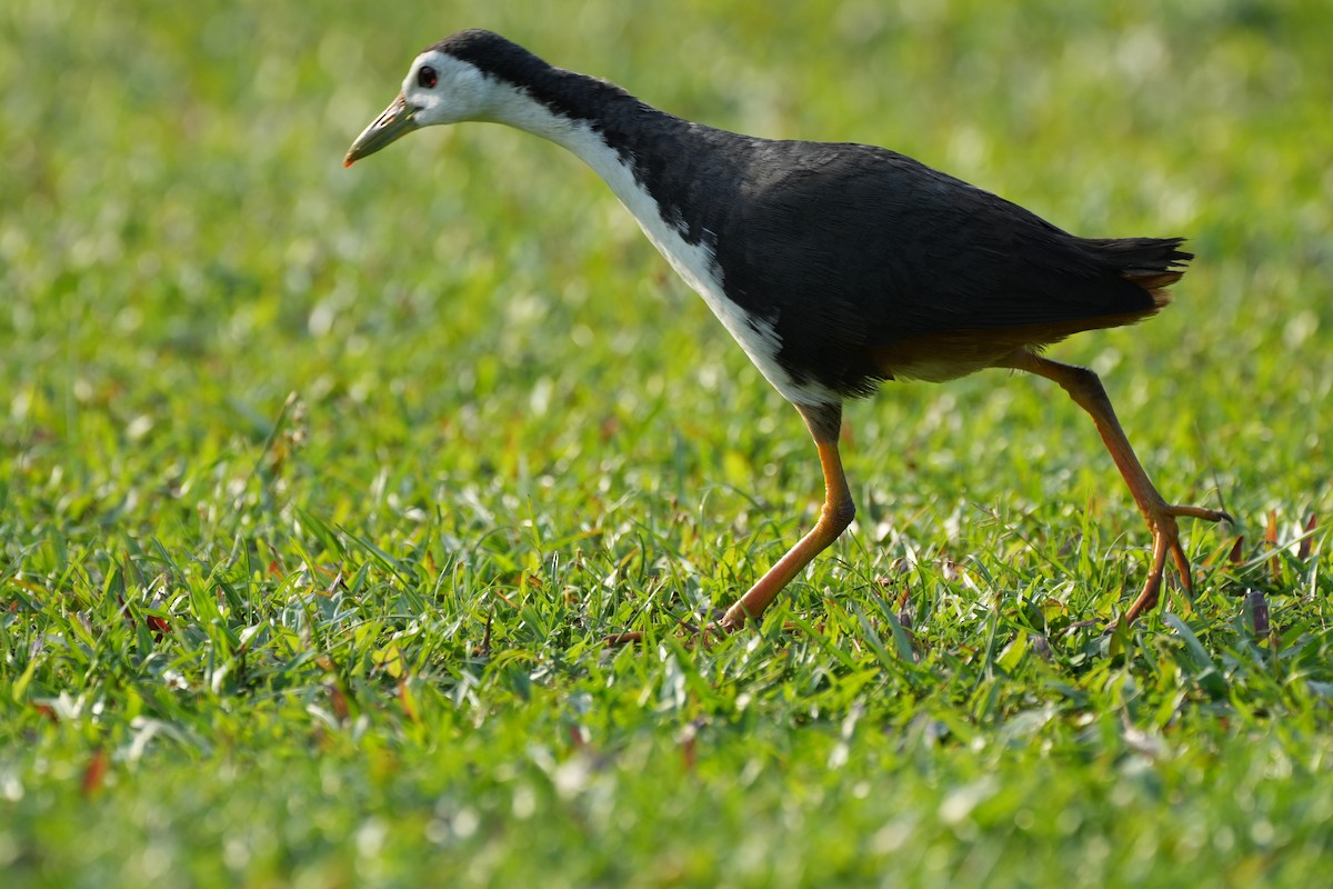 White-breasted Waterhen - ML638389584