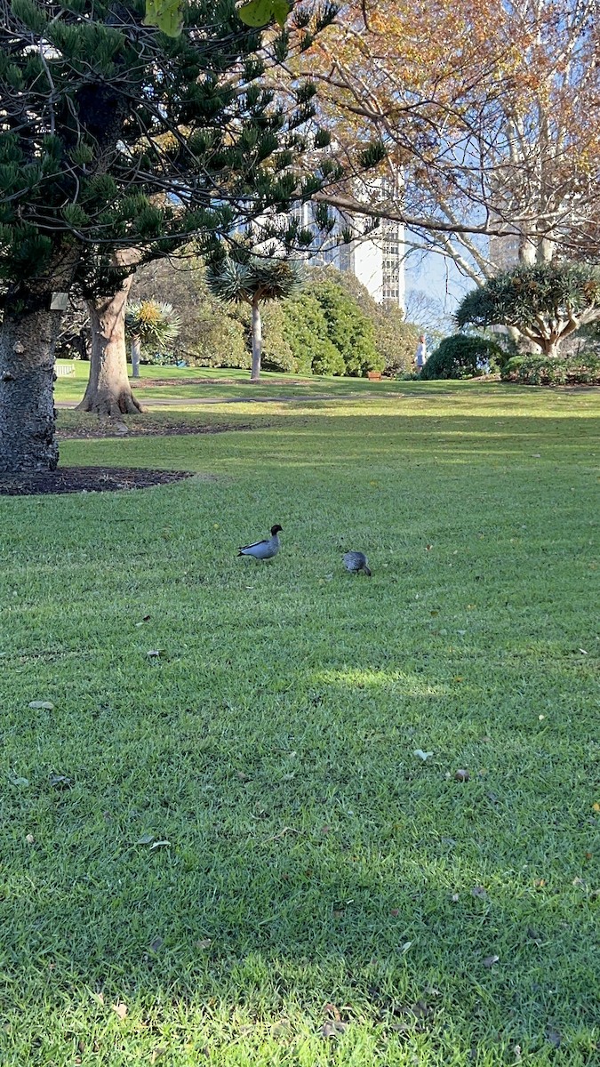 kachnička hřívnatá - ML638389585