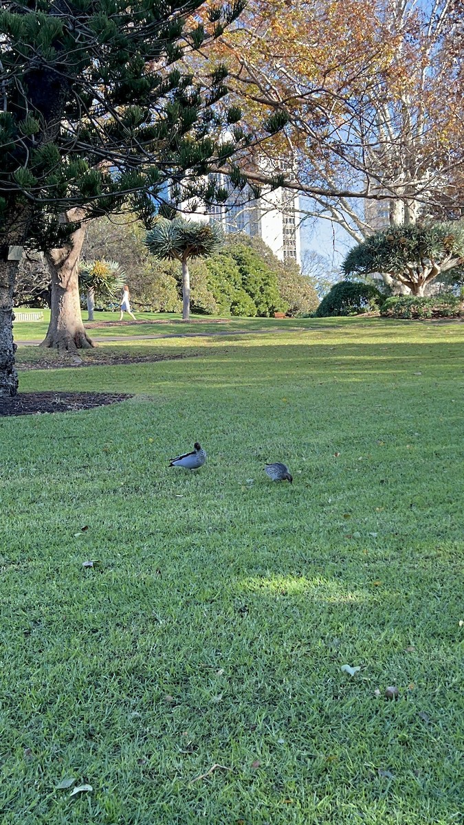 kachnička hřívnatá - ML638389586