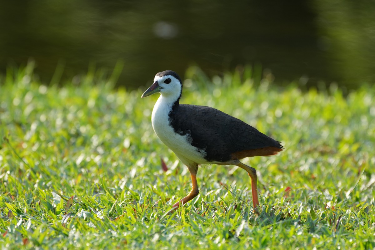 White-breasted Waterhen - ML638389587