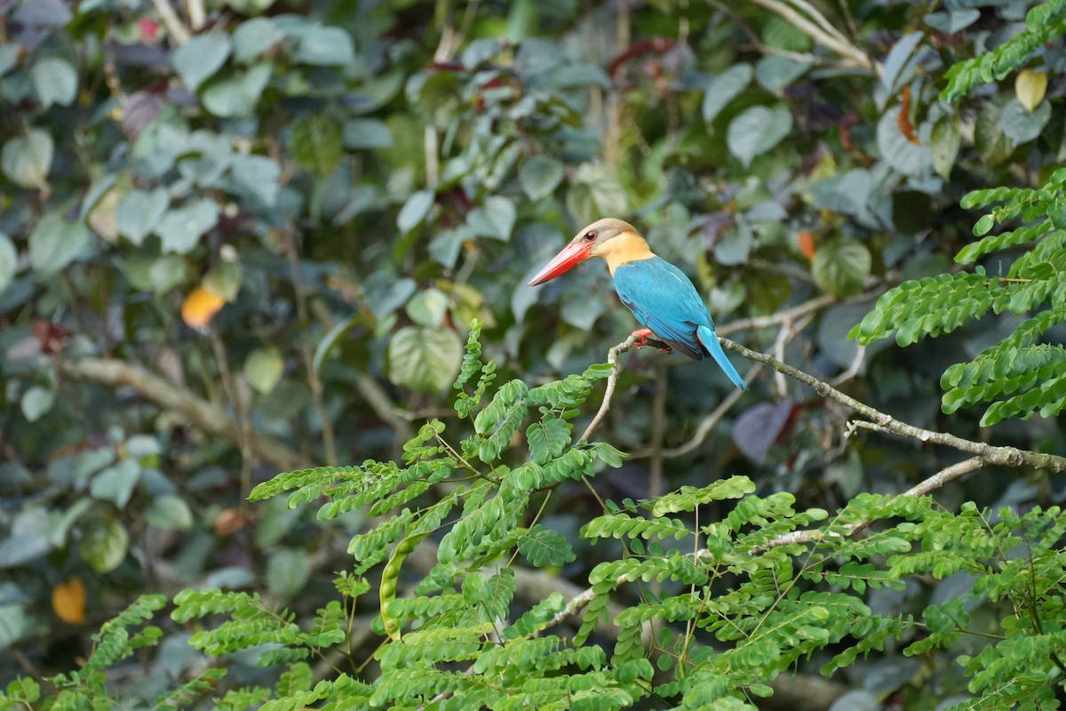 Stork-billed Kingfisher - ML638389595