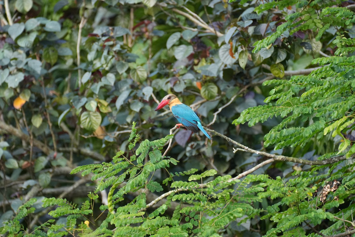 Stork-billed Kingfisher - ML638389596