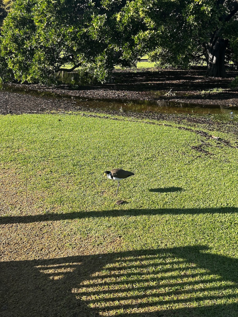 čejka australská - ML638389597