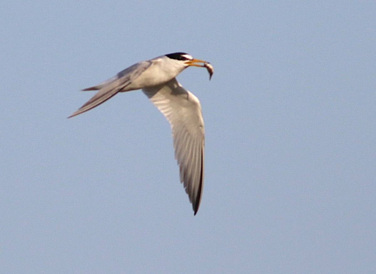 Little Tern - Tuvia Kahn