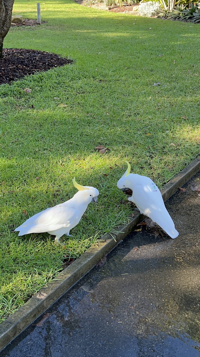 kakadu žlutočečelatý - ML638389603