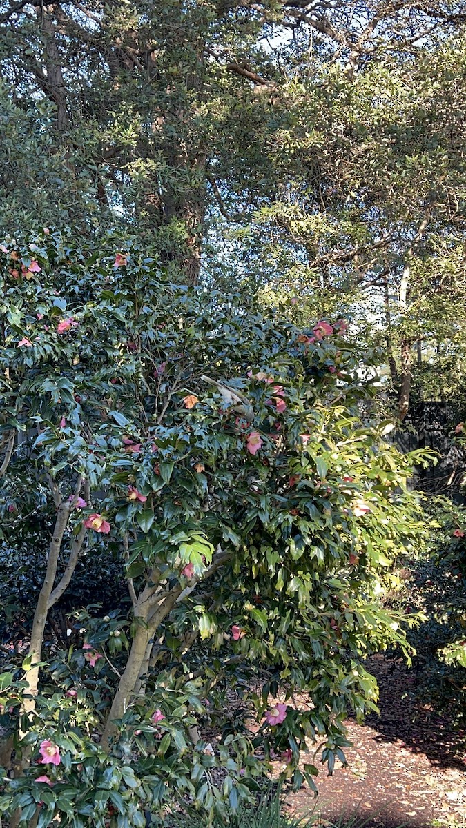 medosavka hlučná - ML638389607