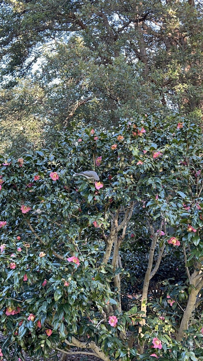 medosavka hlučná - ML638389608