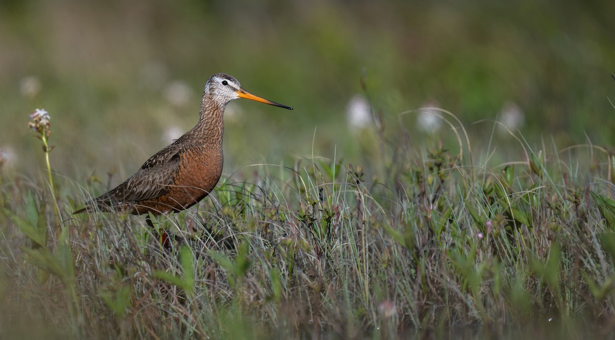Hudsonian Godwit - ML638389609