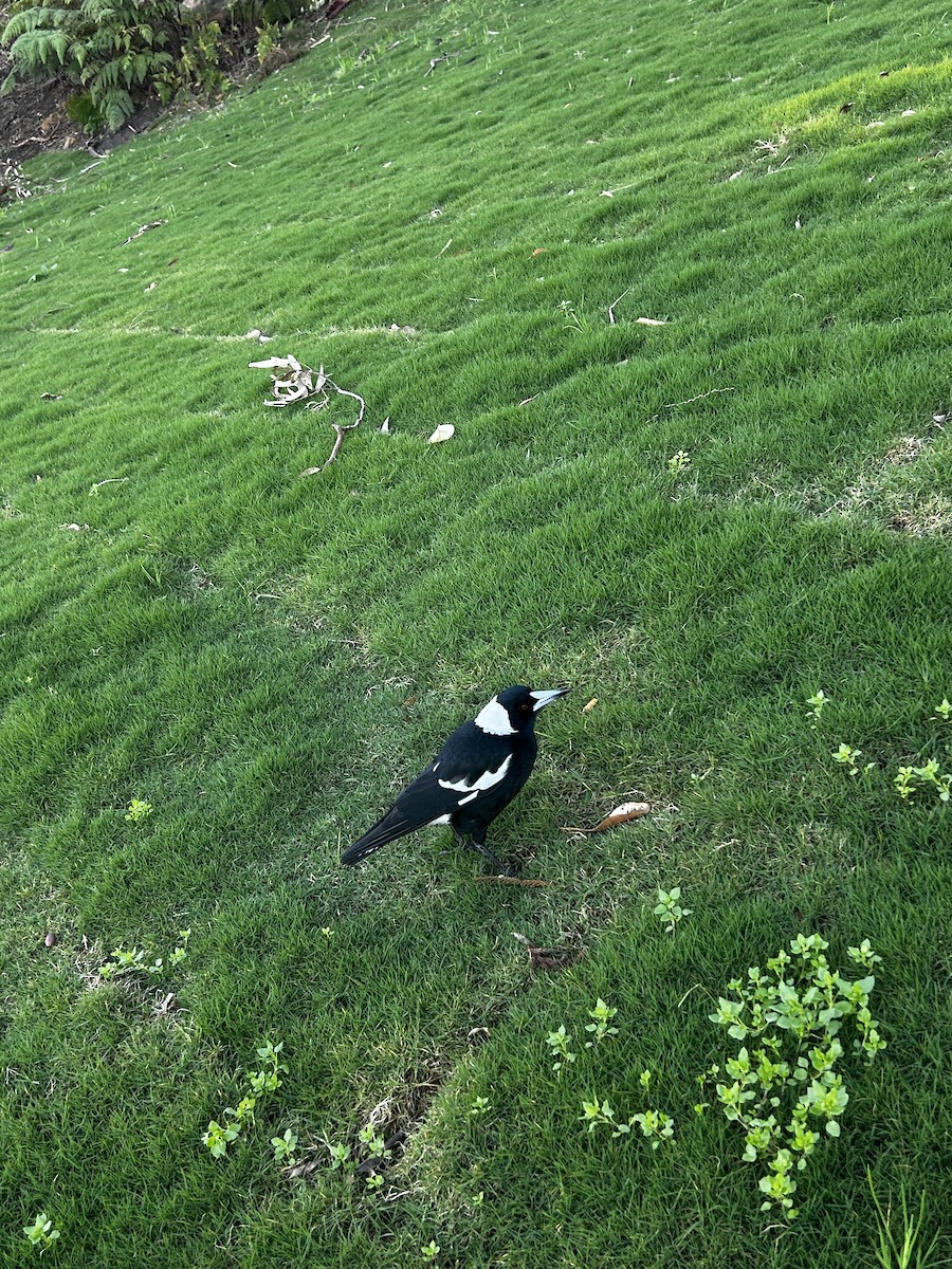 flétňák australský - ML638389613