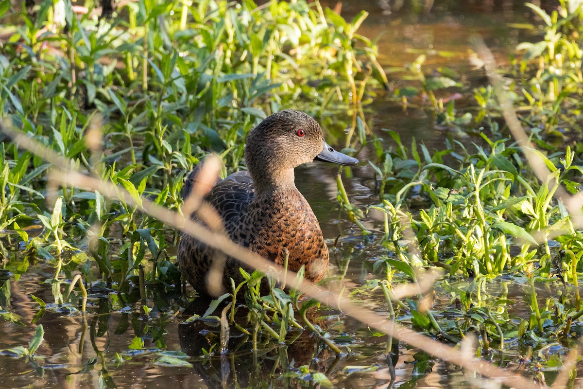 Chestnut Teal - ML638389626
