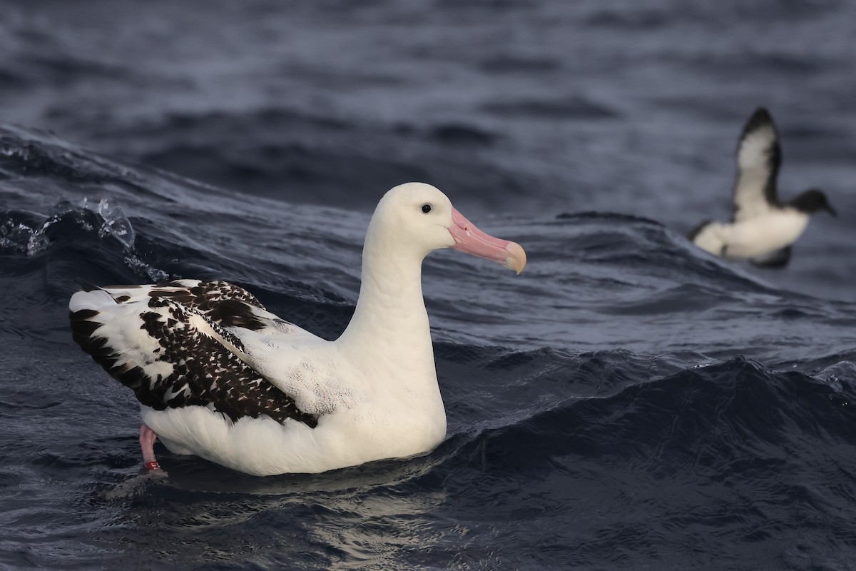 Antipodean Albatross (Gibson's) - ML638389627