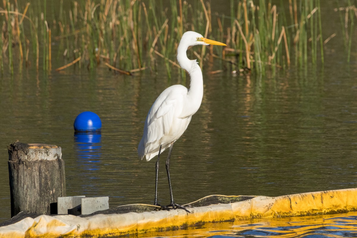 Great Egret - ML638389632