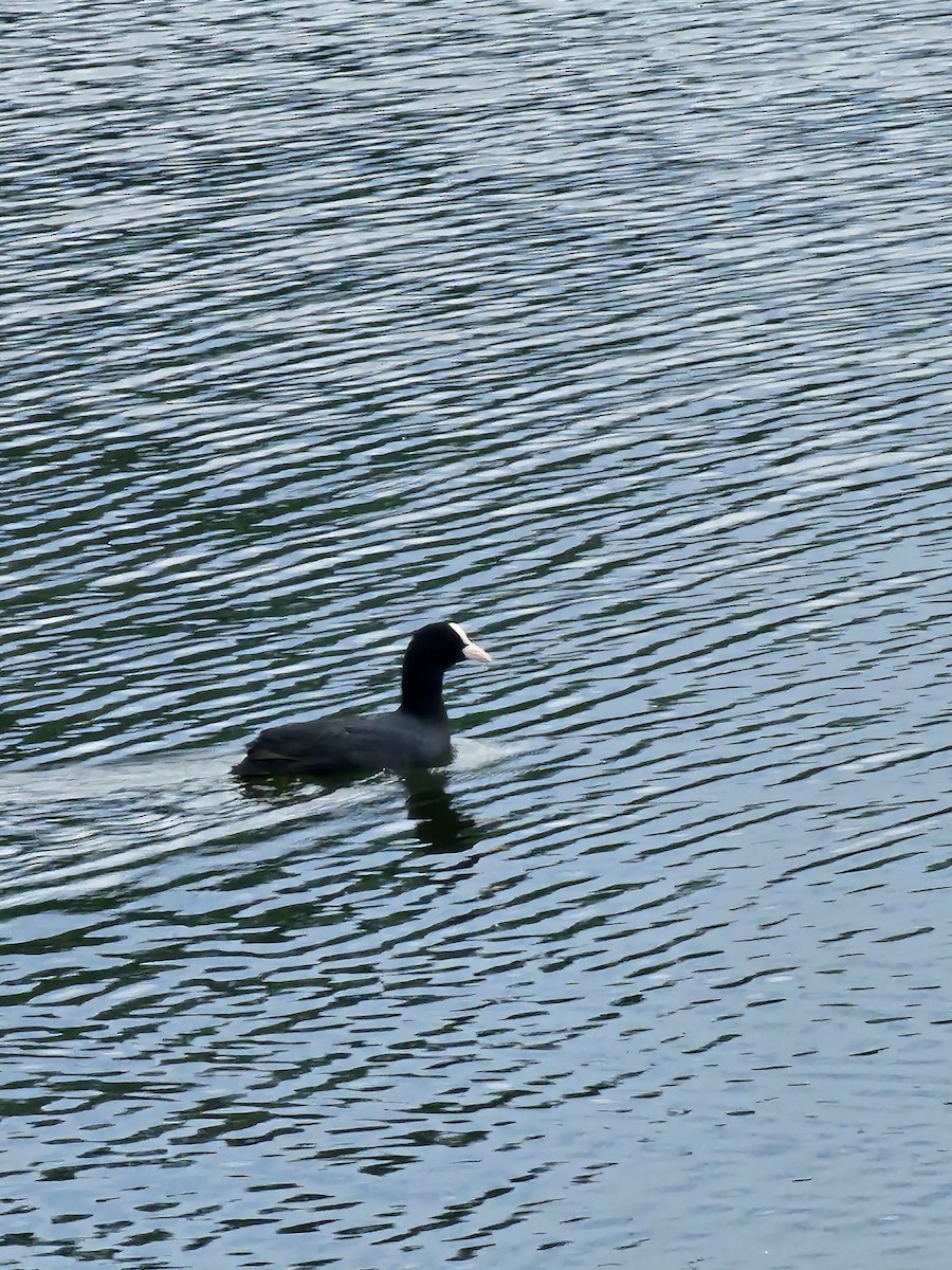 Eurasian Coot - ML638389635