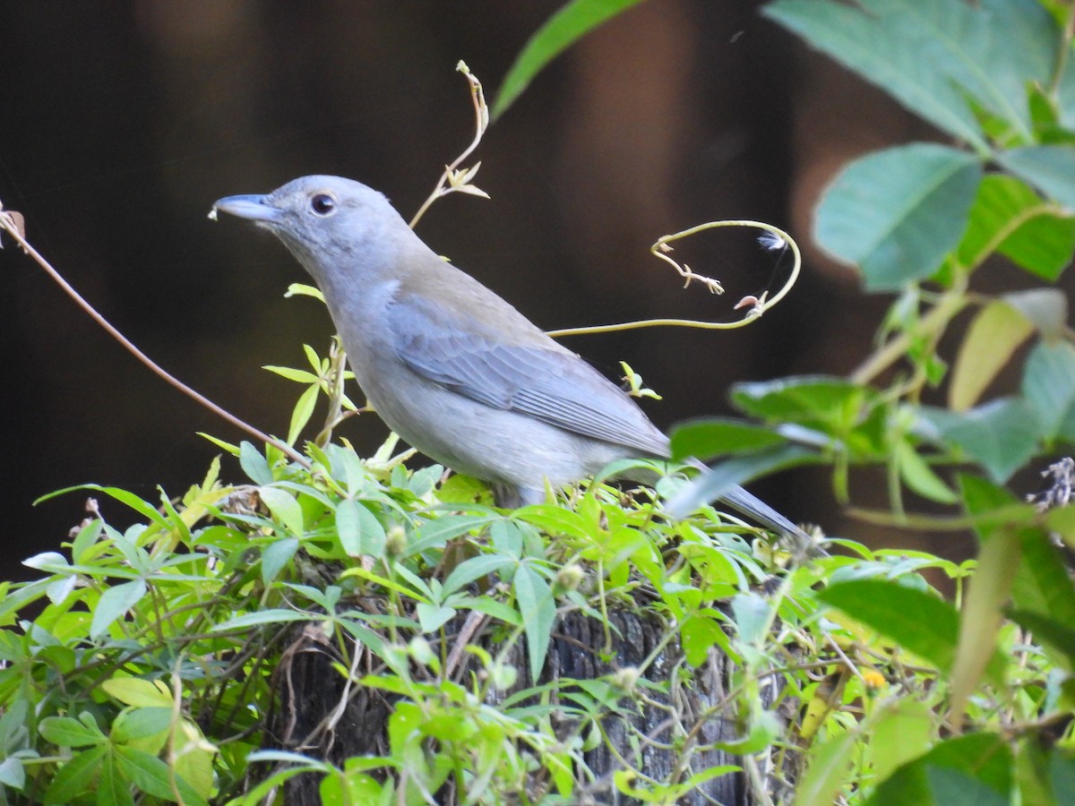 Gray Shrikethrush - ML638389641