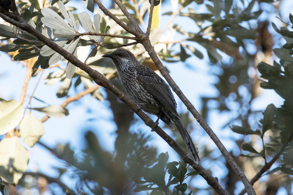Little Wattlebird - ML638389642