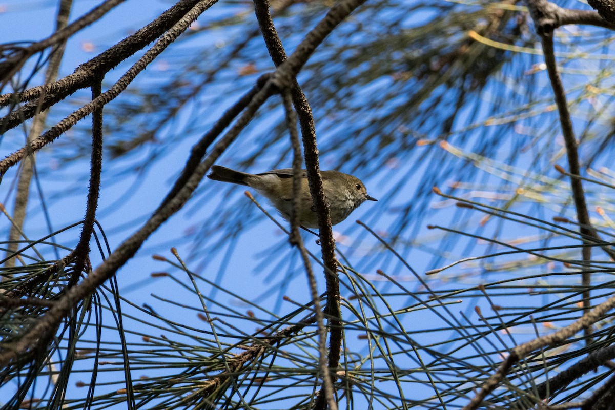 Brown Thornbill - ML638389645