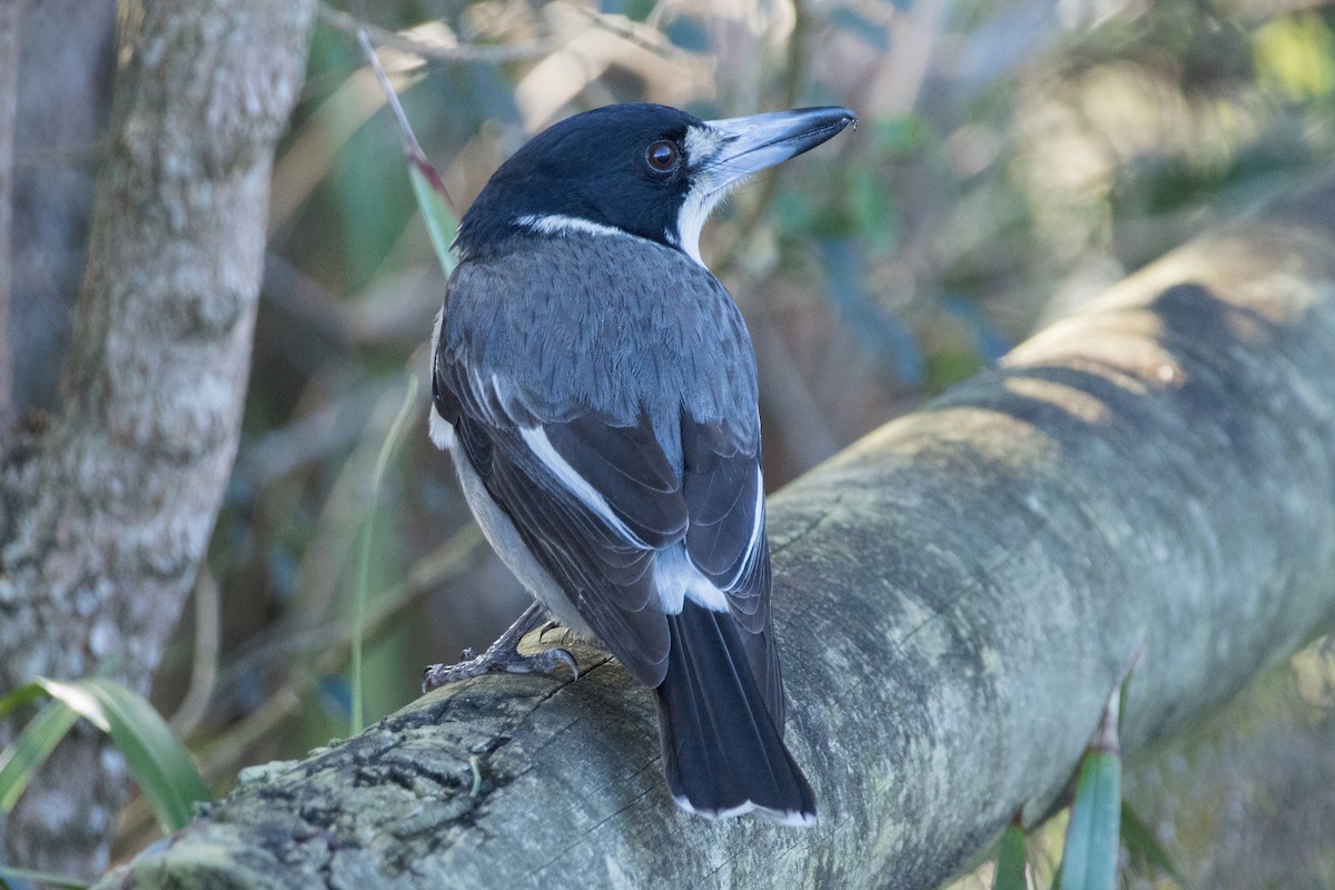 Gray Butcherbird - ML638389650