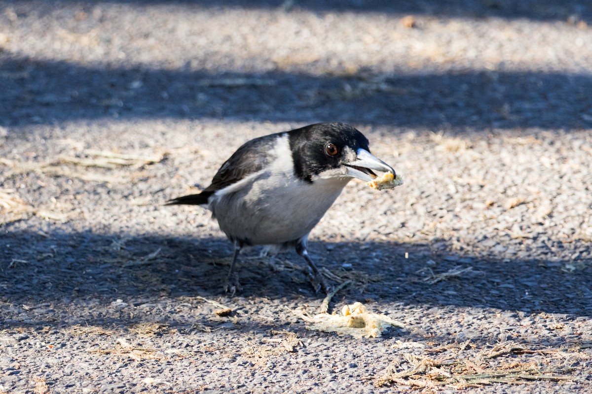 Gray Butcherbird - ML638389651