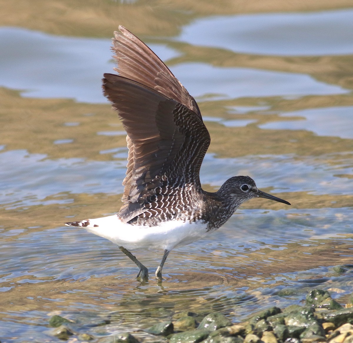 Green Sandpiper - ML638389681