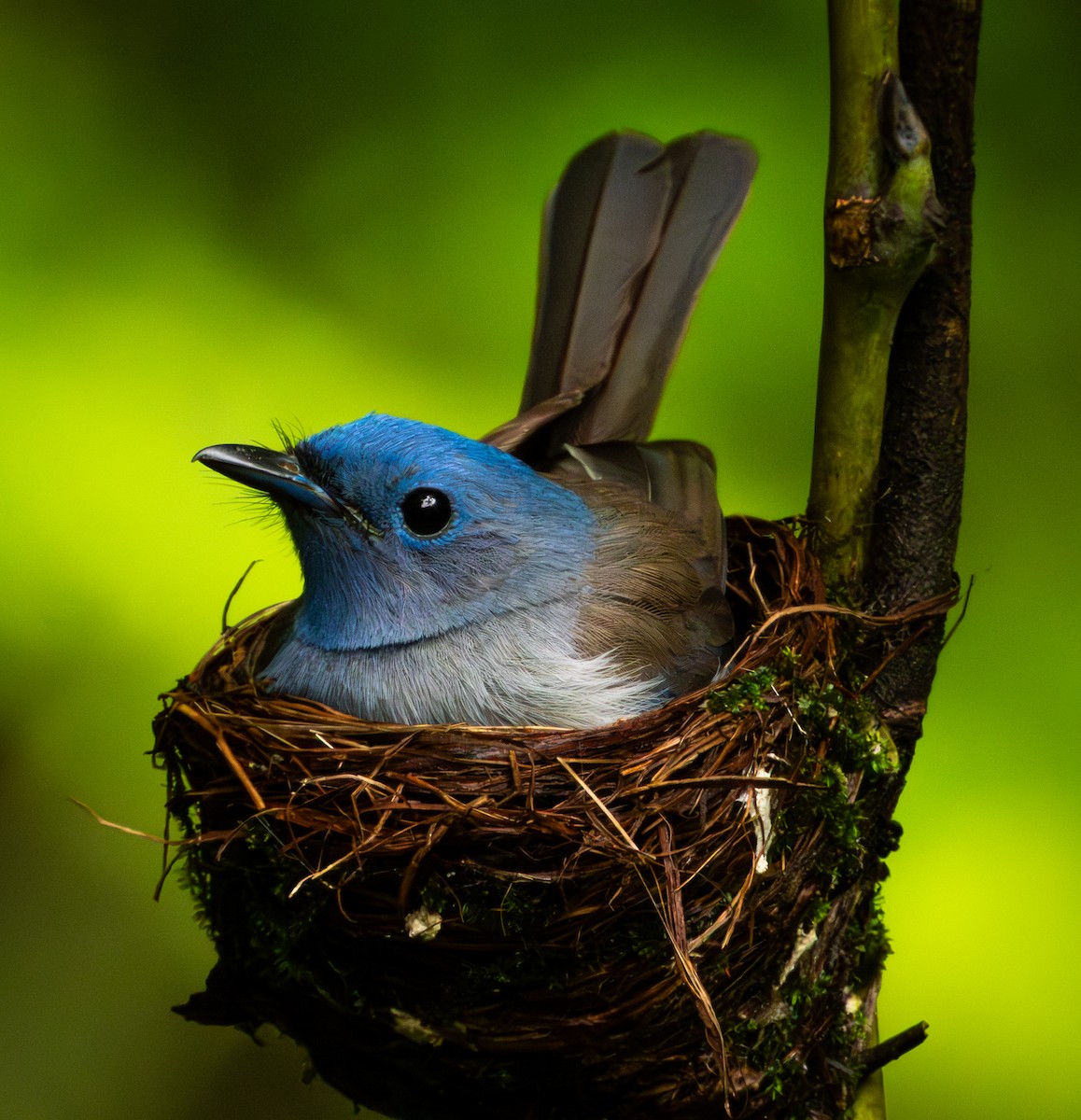 Black-naped Monarch - ML638389683