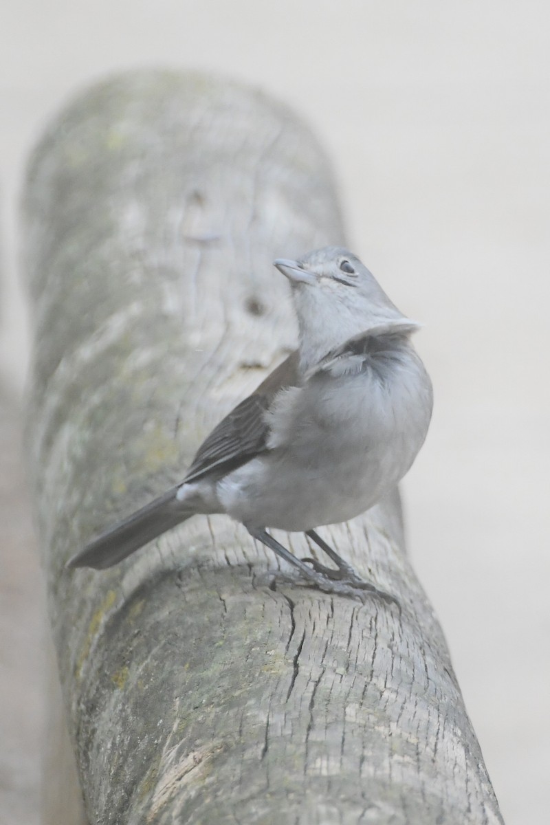 Gray Shrikethrush - ML638389689