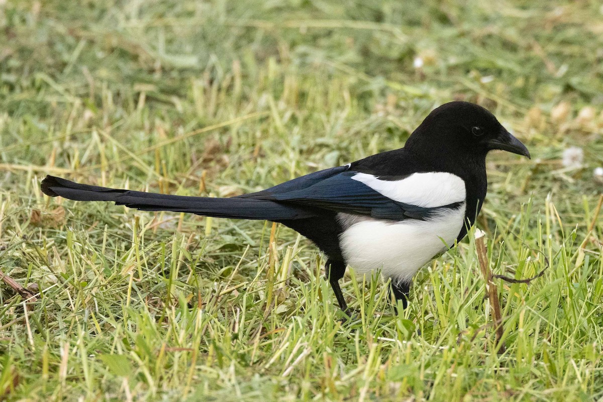 עקעק זנבתן - ML638389693