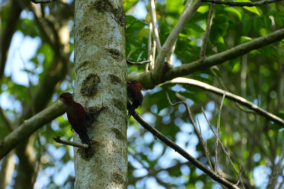 Banded Woodpecker - ML638389711
