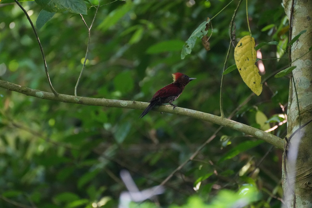 Banded Woodpecker - ML638389712