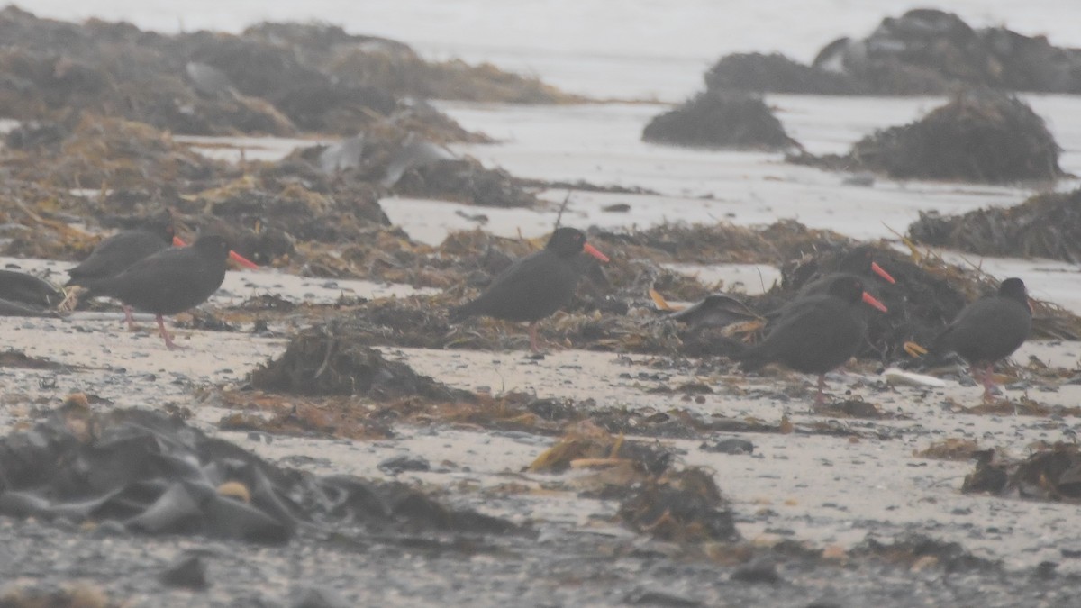 Sooty Oystercatcher - ML638389713