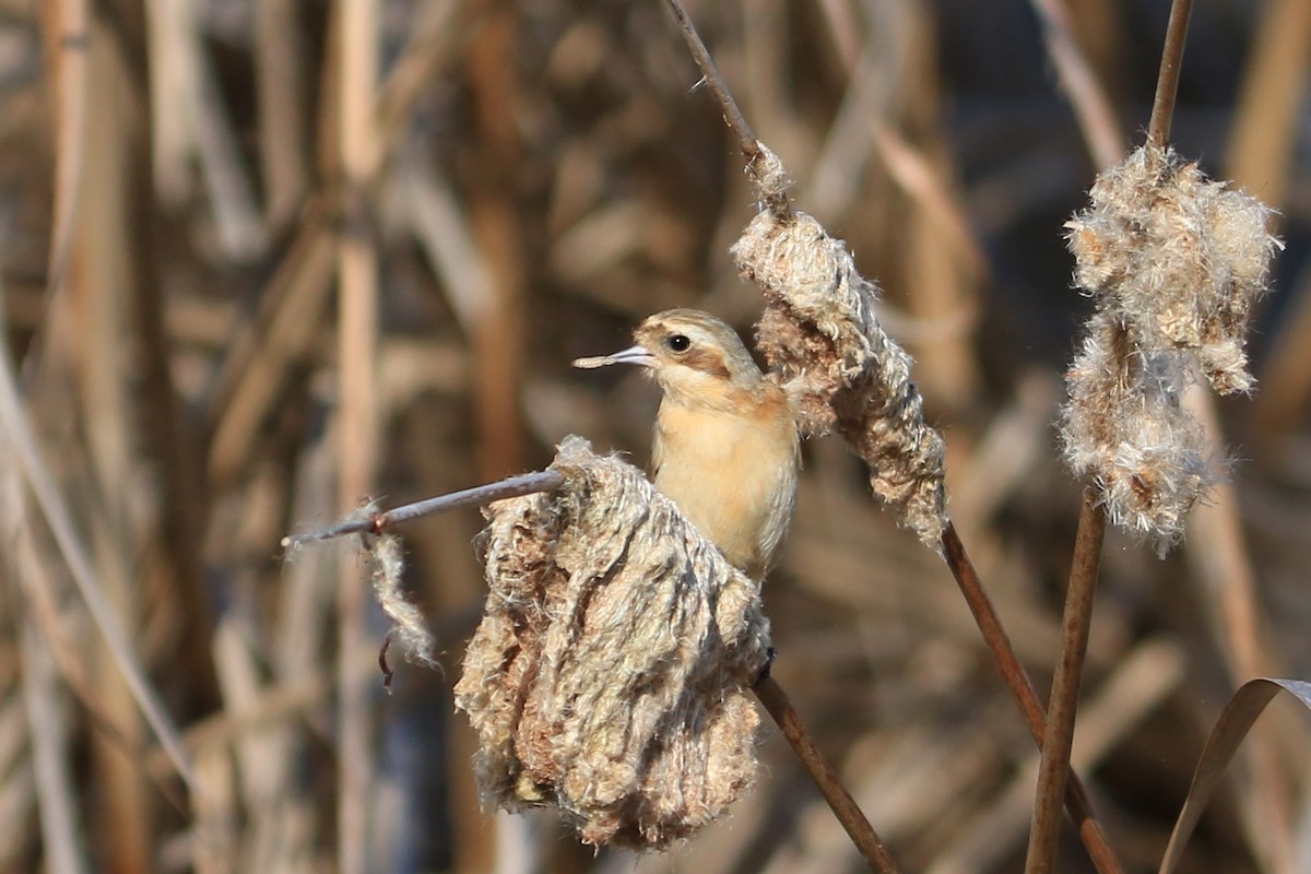 Chinese Penduline-Tit - ML638389716