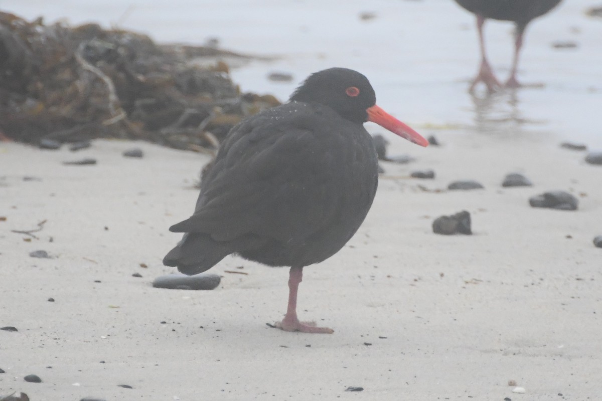 Sooty Oystercatcher - ML638389720