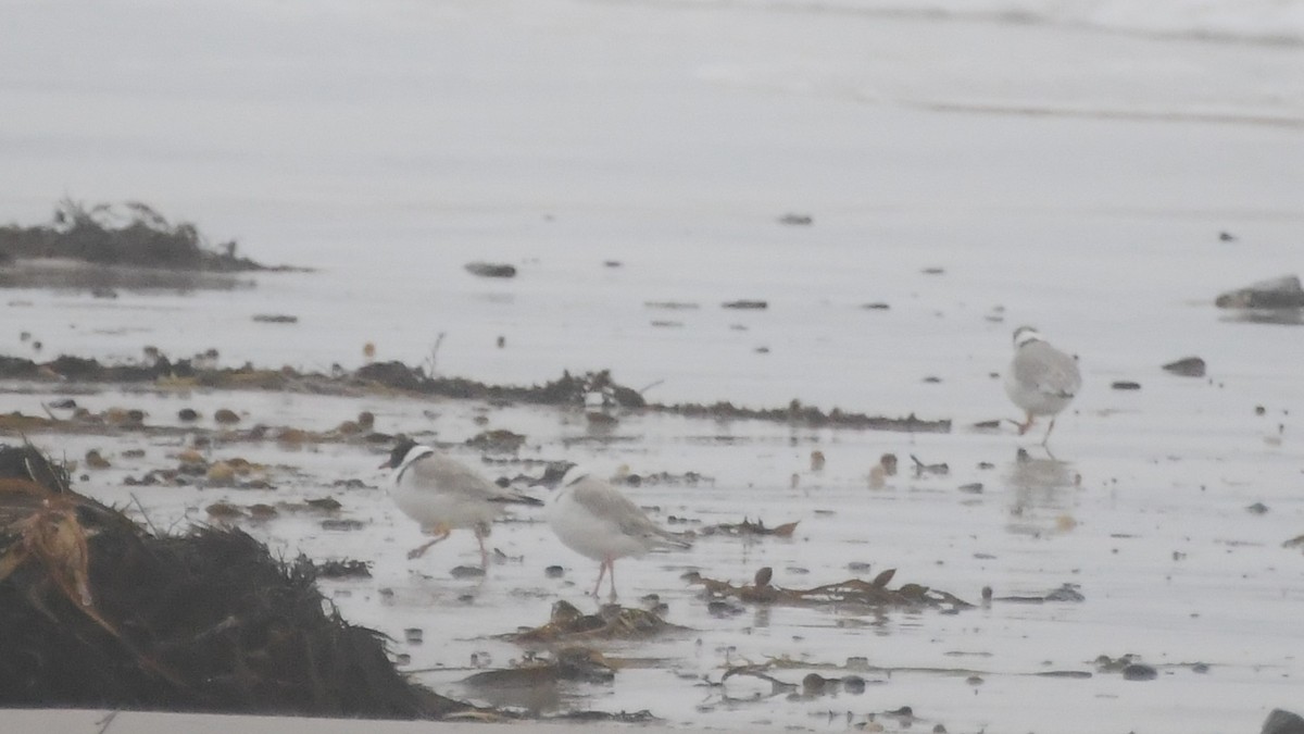 Hooded Plover - ML638389728