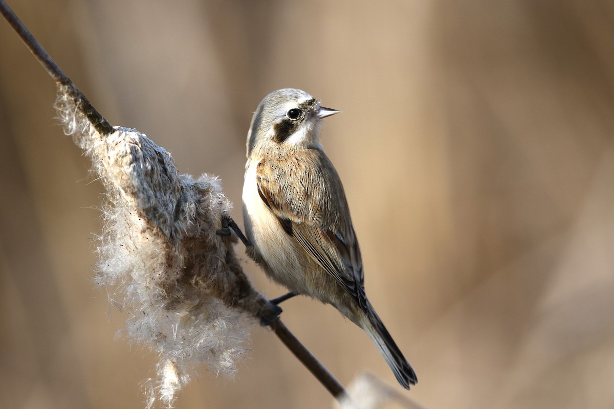 Chinese Penduline-Tit - ML638389729
