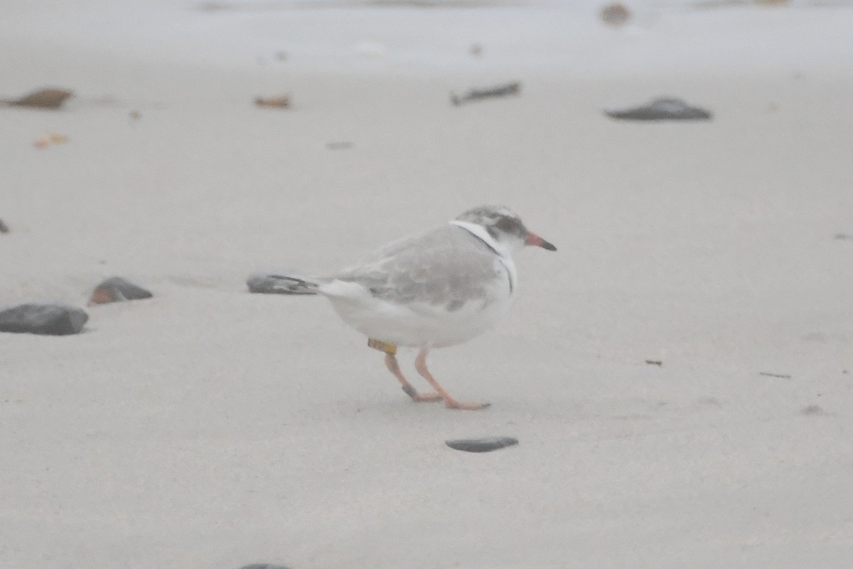 Hooded Plover - ML638389731