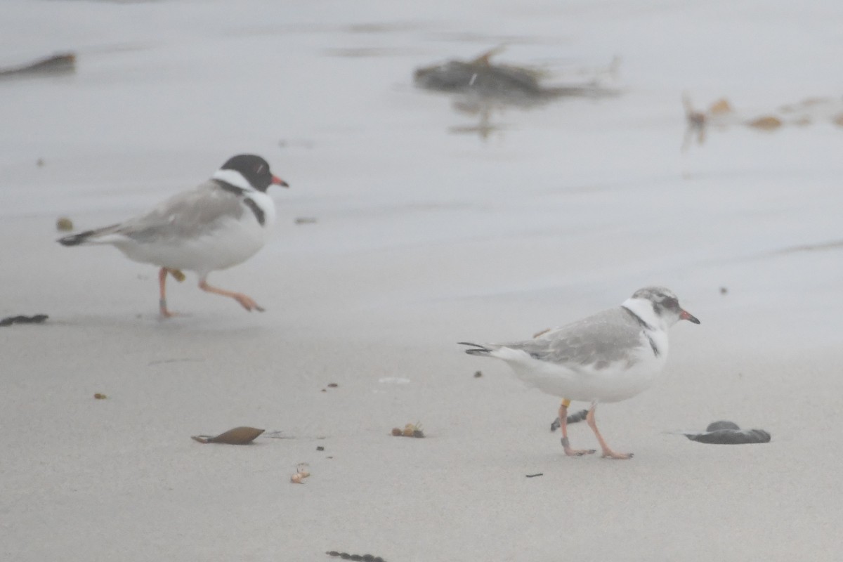 Hooded Plover - ML638389733
