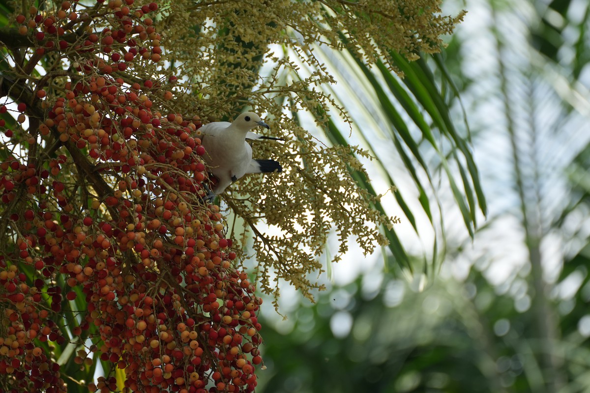 Pied Imperial-Pigeon - ML638389735