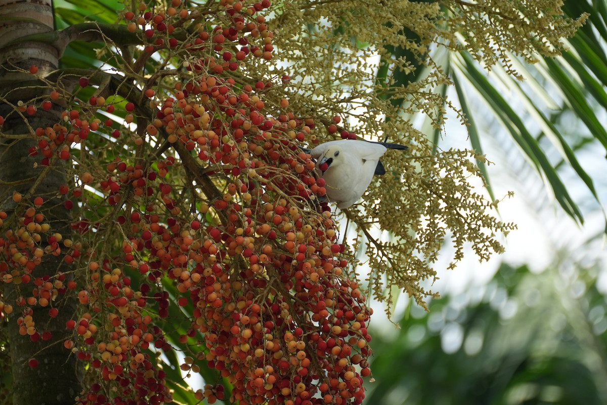 Pied Imperial-Pigeon - ML638389736